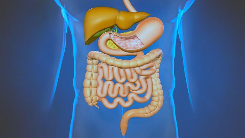 Maladies du système digestif - la cause de la douleur sous les omoplates